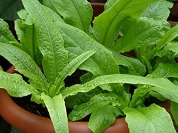 Green Yau Mak Choi Seeds for Planting - 100 pcs